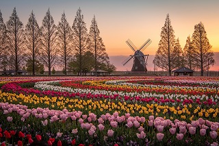 タペストリー チューリップ 花 フラワー ピンク 赤 壁面 インテリア 布