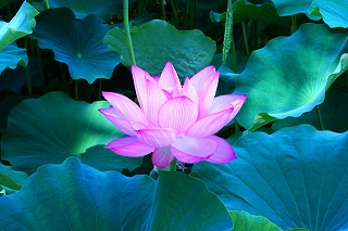 タペストリー 蓮 花 蓮根 フラワー ピンク 白 畑 水 夏 朝 お盆 壁面
