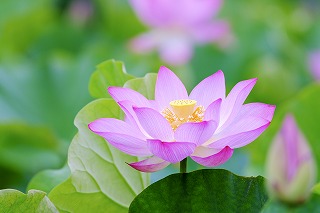 タペストリー 蓮 花 蓮根 フラワー ピンク 白 畑 水 夏 朝 お盆 壁面