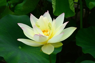 タペストリー 蓮 花 蓮根 フラワー ピンク 白 畑 水 夏 朝 お盆 壁面