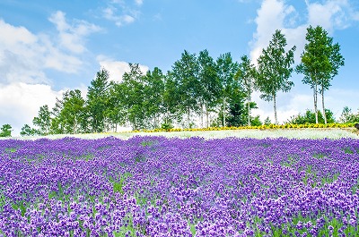 タペストリー ラベンダー イングリッシュラベンダー 花 フラワー