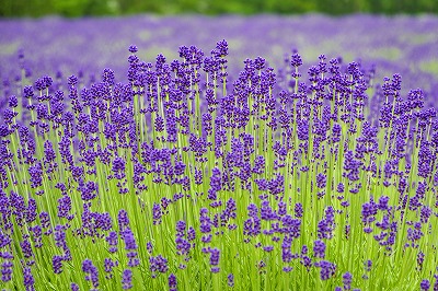 タペストリー ラベンダー イングリッシュラベンダー 花 フラワー
