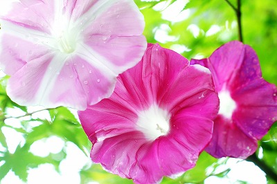 タペストリー アサガオ あさがお 風鈴 花 夏 フラワー 植物