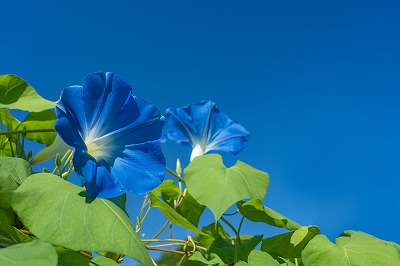 お花のタペストリー 9a0f1ba865f209ae396826934b1d07
