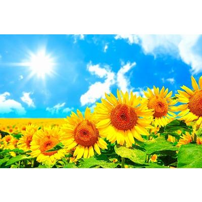 おトク タペストリー ひまわり 花 夏 フラワー 植物 太陽 モネ ゴッホ 青空 緑 おしゃれ インテリア ポスター テレワーク 背景 リモートワーク 大きい 壁 布 目隠し Aynaelda Com おトク タペストリー ひまわり 花 夏 フラワー 植物 太陽 モネ ゴッホ 青空 緑 おしゃれ インテリア ポスター テレワーク 背景 リモートワーク 大きい 壁 布 目隠し Aynaelda Com