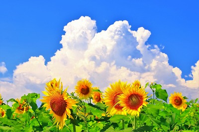 おトク タペストリー ひまわり 花 夏 フラワー 植物 太陽 モネ ゴッホ 青空 緑 おしゃれ インテリア ポスター テレワーク 背景 リモートワーク 大きい 壁 布 目隠し Aynaelda Com おトク タペストリー ひまわり 花 夏 フラワー 植物 太陽 モネ ゴッホ 青空 緑 おしゃれ インテリア ポスター テレワーク 背景 リモートワーク 大きい 壁 布 目隠し Aynaelda Com