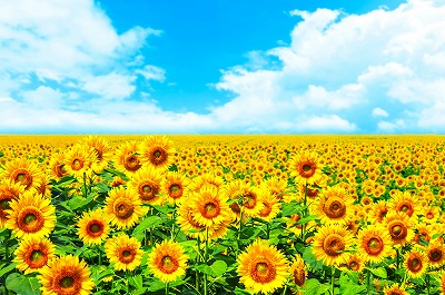 タペストリー ひまわり 花 夏 フラワー 植物 太陽 モネ ゴッホ 青空 緑