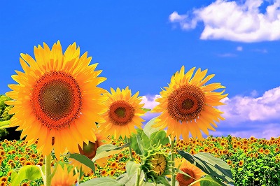 おトク タペストリー ひまわり 花 夏 フラワー 植物 太陽 モネ ゴッホ 青空 緑 おしゃれ インテリア ポスター テレワーク 背景 リモートワーク 大きい 壁 布 目隠し Aynaelda Com おトク タペストリー ひまわり 花 夏 フラワー 植物 太陽 モネ ゴッホ 青空 緑 おしゃれ インテリア ポスター テレワーク 背景 リモートワーク 大きい 壁 布 目隠し Aynaelda Com