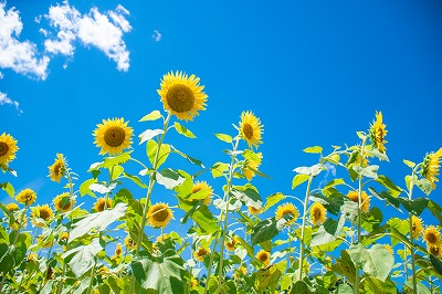 タペストリー ひまわり 花 夏 フラワー 植物 太陽 モネ ゴッホ 青空 緑 おしゃれ インテリア ポスター テレワーク 背景 大きい 壁 布 目隠し