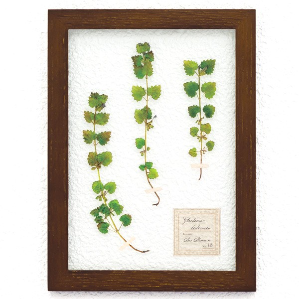 木の葉アート作品 ⭐︎フレーム付き アートフレーム HERBARIUM ART FRAME カキドオシ×Brown （ ハー