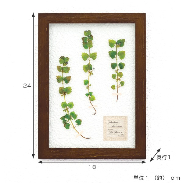 木の葉アート作品 ⭐︎フレーム付き アートフレーム HERBARIUM ART FRAME カキドオシ×Brown （ ハー