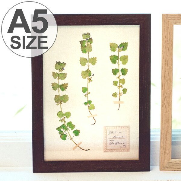 アートフレーム HERBARIUM ART FRAME カキドオシ×Brown （ ハー