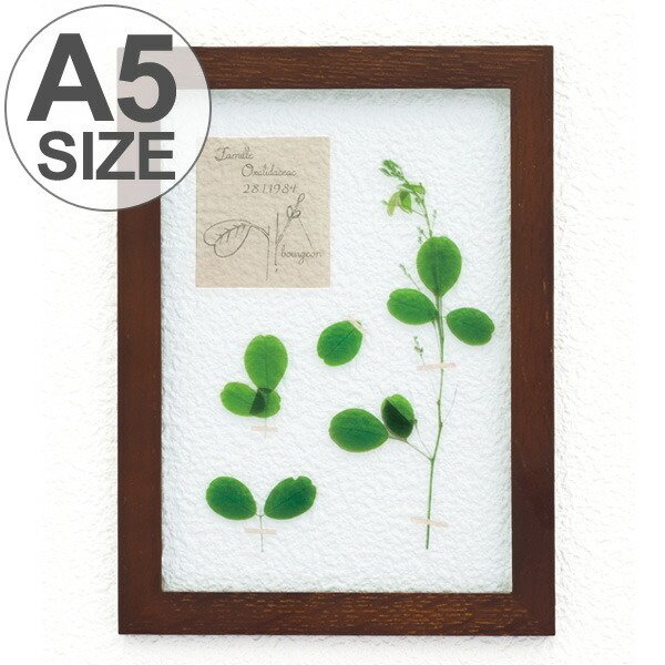 アートフレーム HERBARIUM ART FRAME カキドオシ×Brown （ ハー