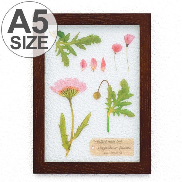 アートフレーム HERBARIUM ART FRAME カキドオシ×Brown （ ハー