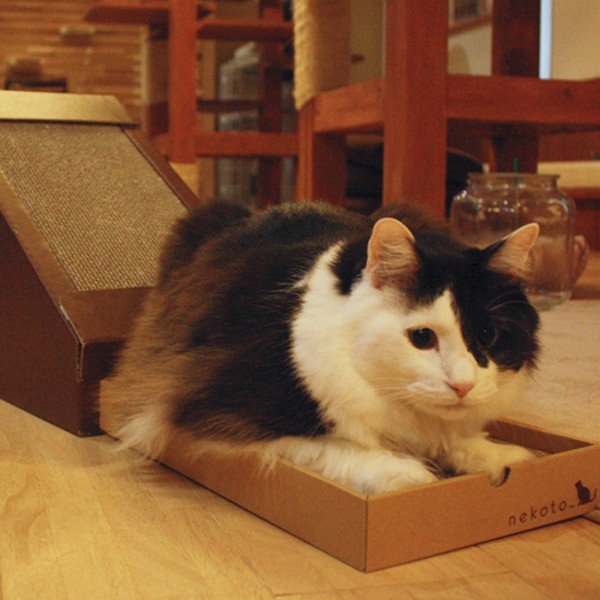 キャットハウス 三角屋根 またたび 爪とぎ付き 猫 ペットハウス nekoto