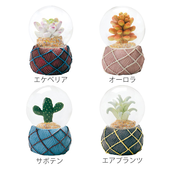 スノードーム テラリウム S 多肉植物 完成品 （ スノーグローブ