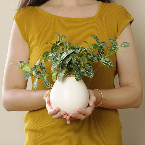 人工観葉植物 フィットニア 18cm フェイクグリーン 造花 光触媒