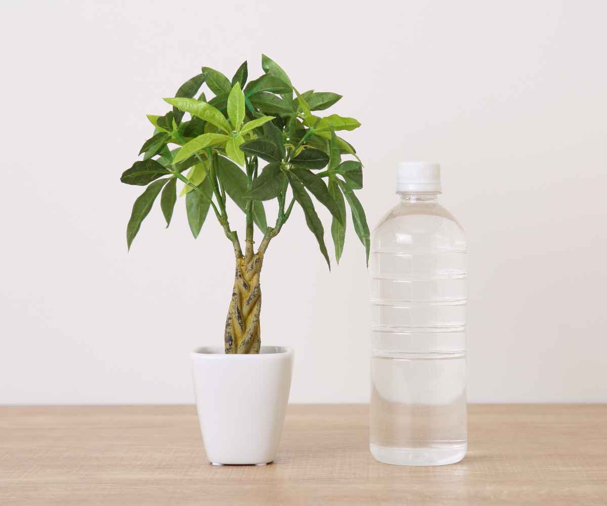 人工観葉植物 造花 パキラＢ 人工観葉植物 パキラ 27cm 観葉植物 造花 光触媒 （ ミニ 卓上
