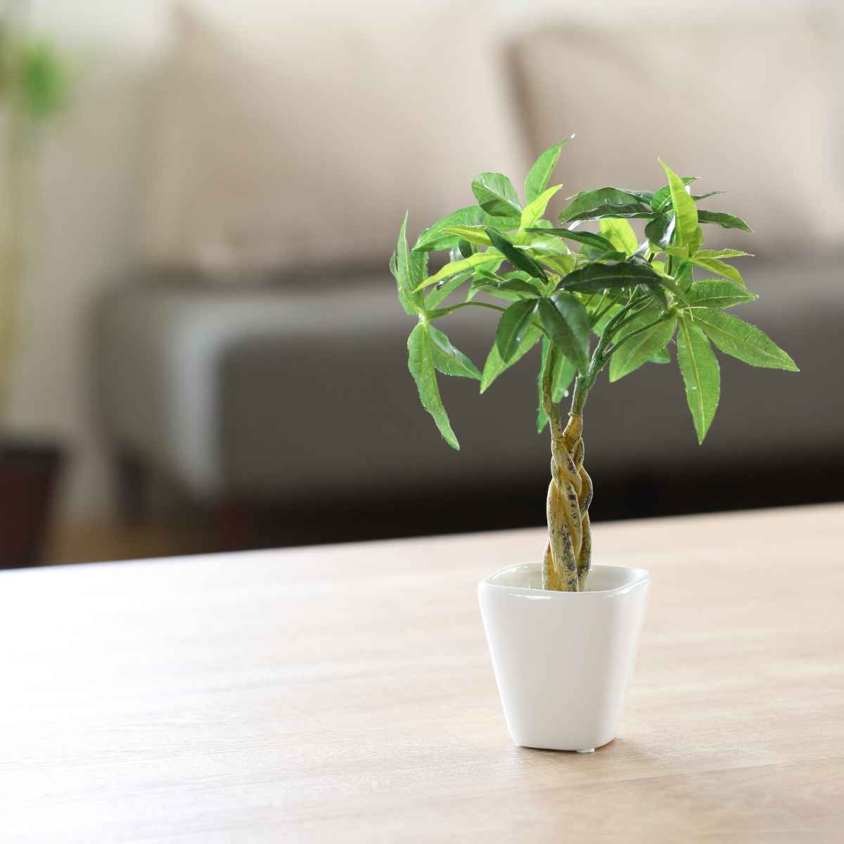 人工観葉植物 パキラ 27cm 観葉植物 造花 光触媒 （ ミニ 卓上