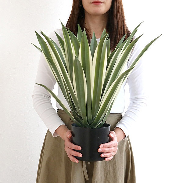 東谷 人工観葉植物 アガベ 50cm フェイクグリーン 造花 （ 観葉植物