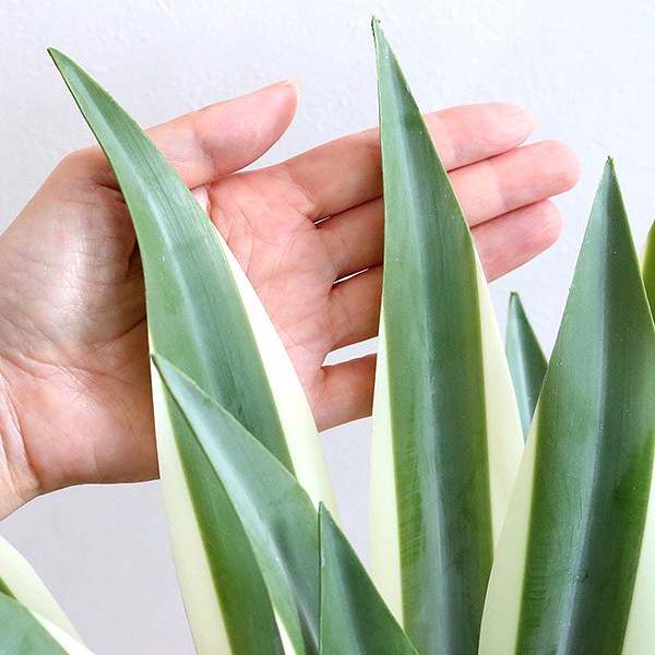 東谷 人工観葉植物 アガベ 50cm フェイクグリーン 造花 （ 観葉植物