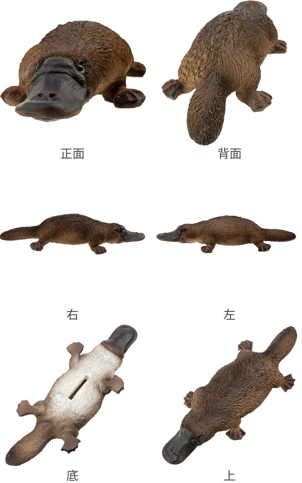 カモノハシ 貯金箱 リアル オブジェ 置物 インテリア （ 雑貨 動物
