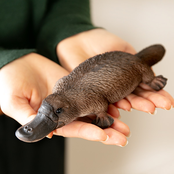 カモノハシ 貯金箱 リアル オブジェ 置物 インテリア （ 雑貨 動物