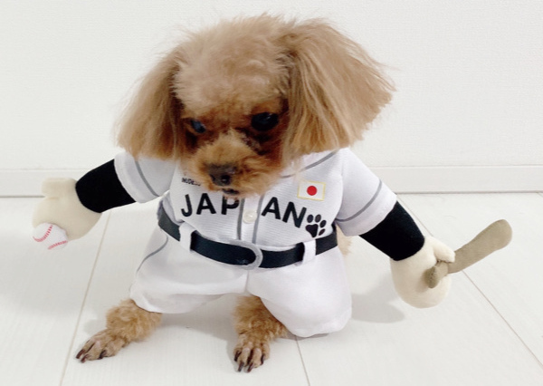 ペット服 21grd10b-00756.jpg?fitin=720:720