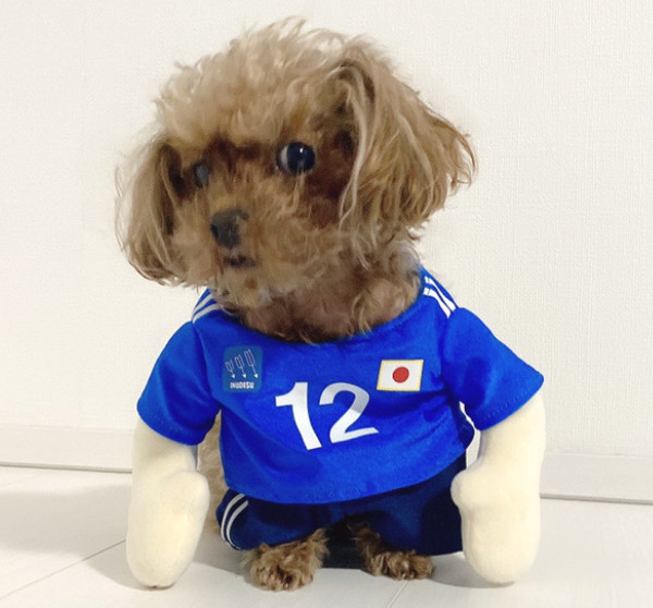 ペット服　Mサイズ PiPiアイレットメッシュキャミソール 犬服 ペットウェア ペット