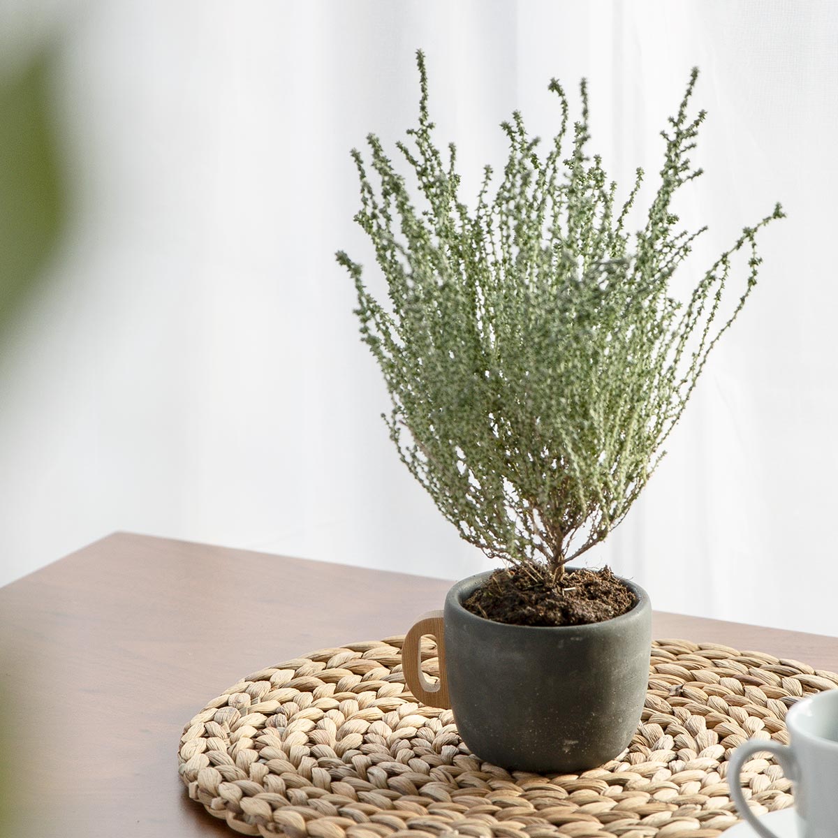 プランター ポアニェ マグポット （ 植木鉢 プラントポット 鉢植え 鉢