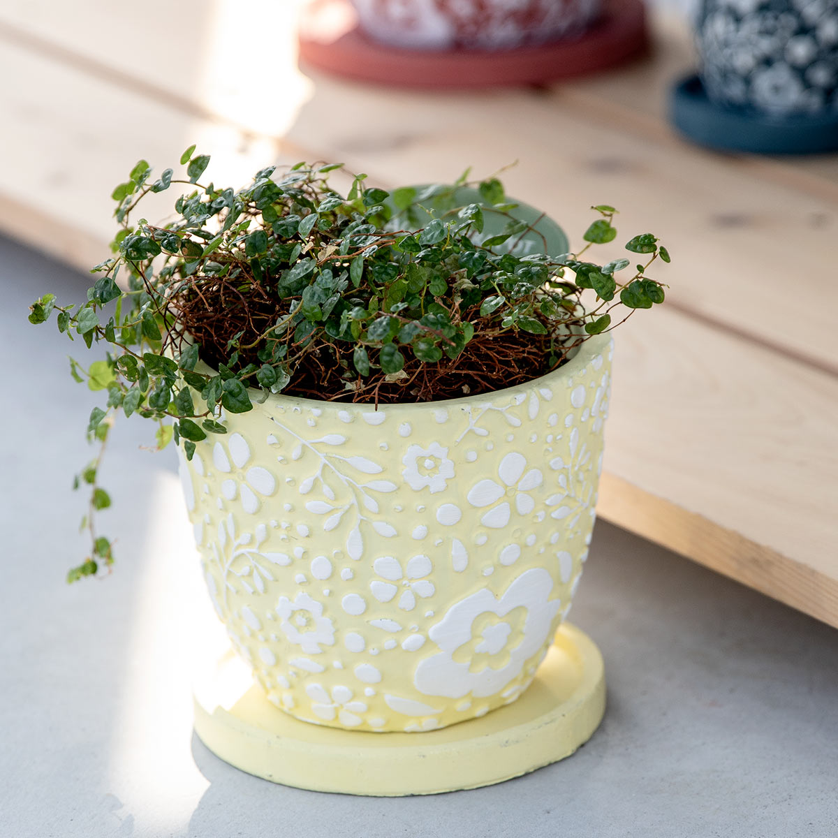 プランター クッカ ポット M （ 植木鉢 プラントポット 鉢植え 鉢 寄せ