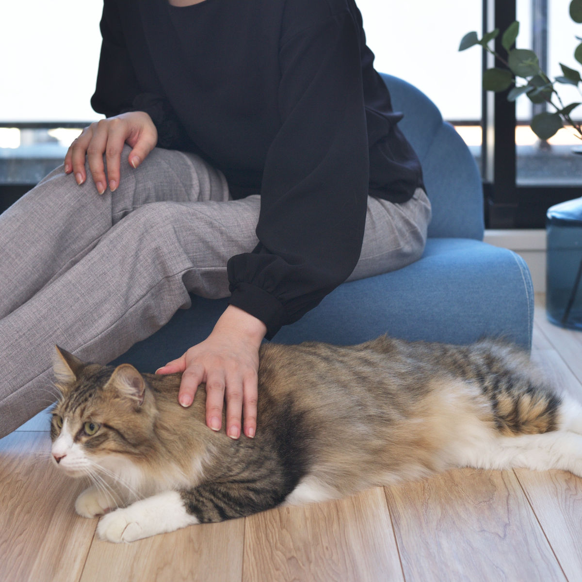 東谷 ペットソファ 幅59cm ファブリック 貝殻 （ ペットベッド 座椅子