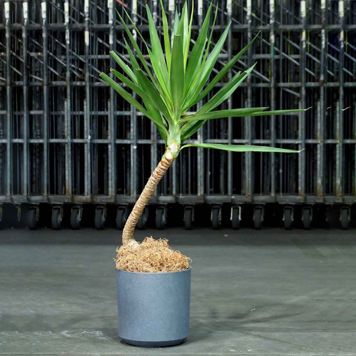 プランター 植木鉢 FR円柱ラスティックグレー 直径28×高さ28cm