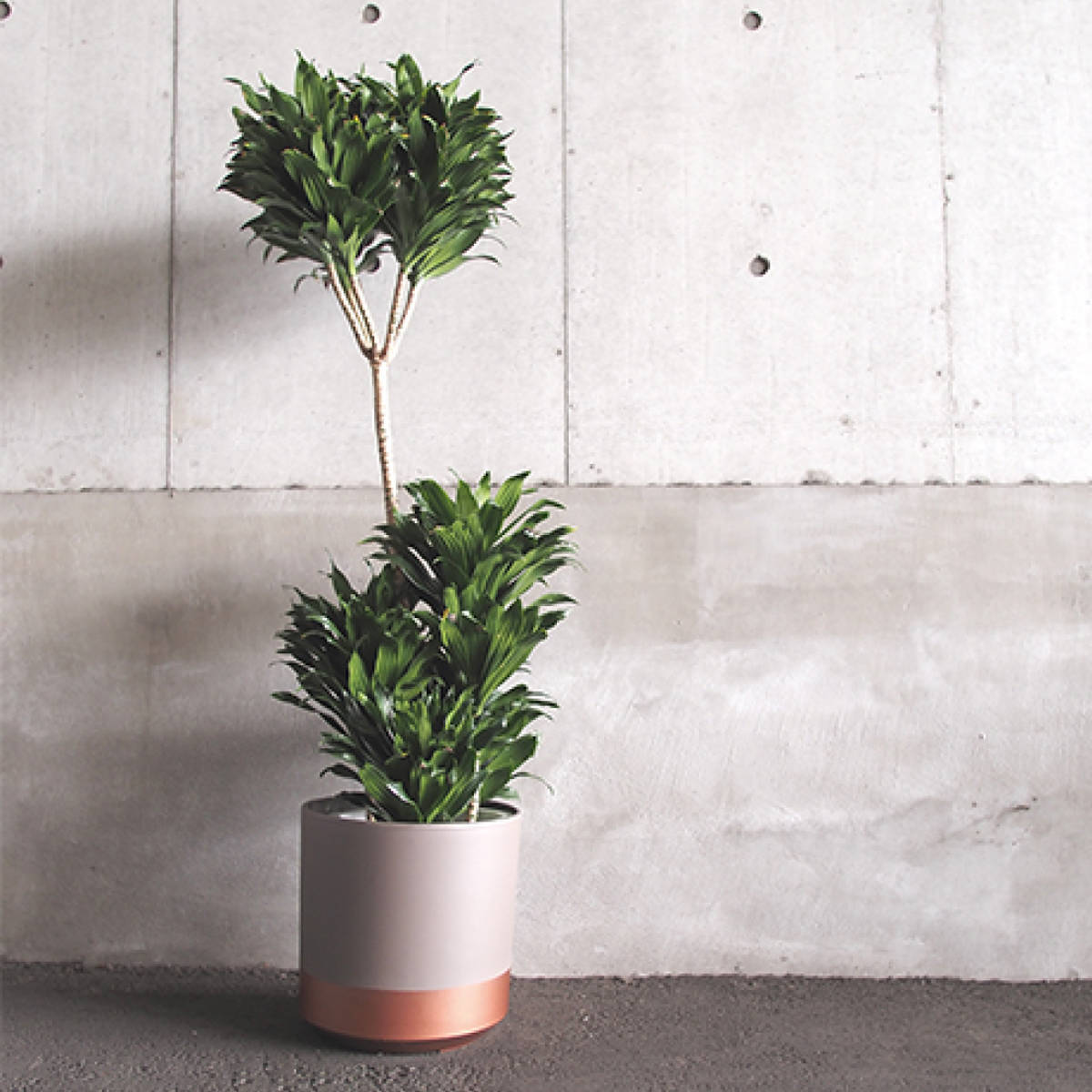 プランター FR円柱ツートーンタープ 直径28×高さ28cm （ 植木鉢