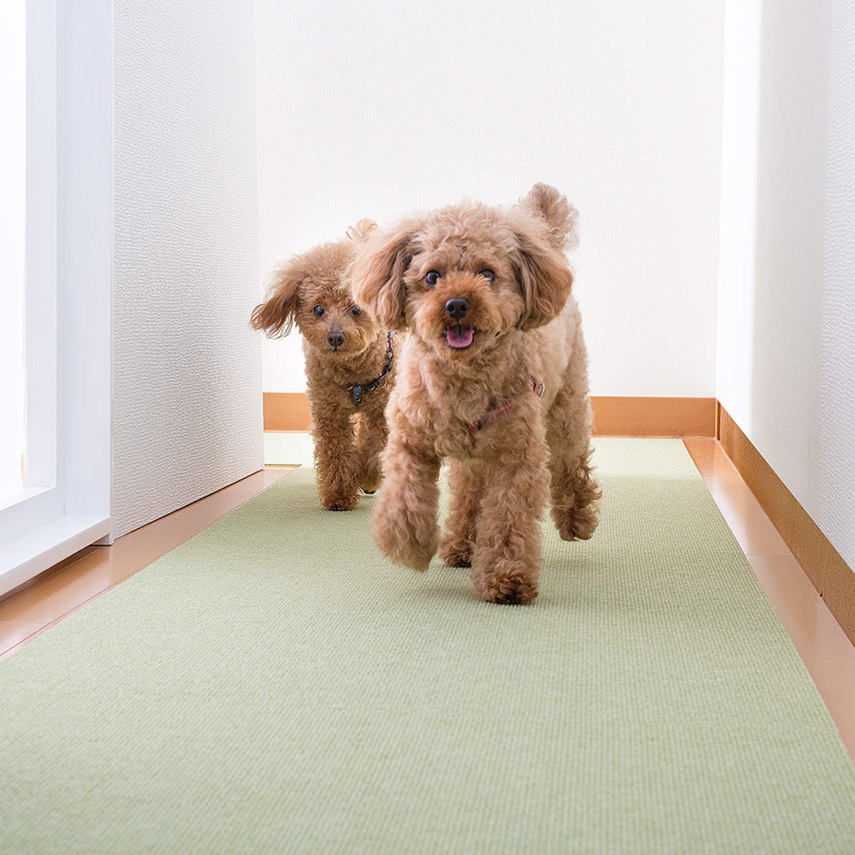 サンコー ペットマット ペット用 床保護マット 60×120cm 滑り止め 犬