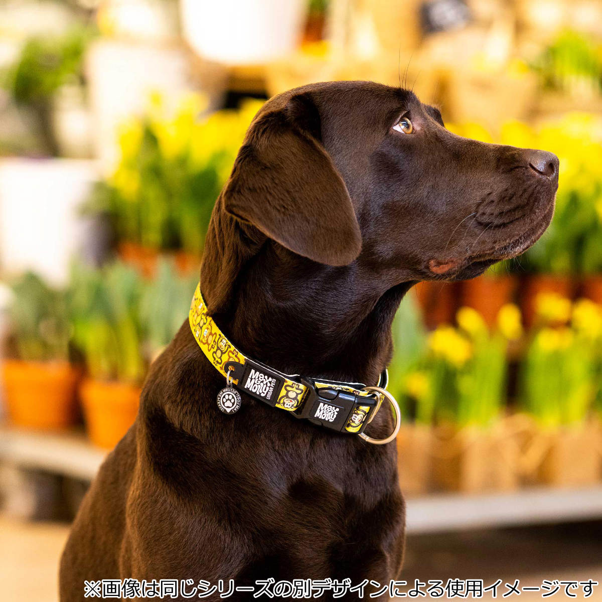 首輪 中型犬 M マックス＆モーリー 迷子札 犬 （ 犬用首輪 ペット用