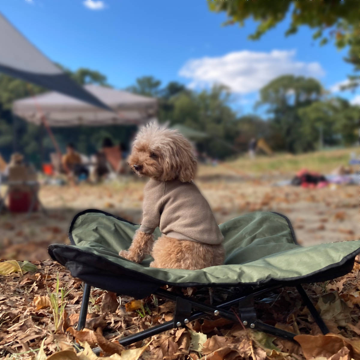 ペットベッド アウトドア ペットコット L 折りたたみ 犬