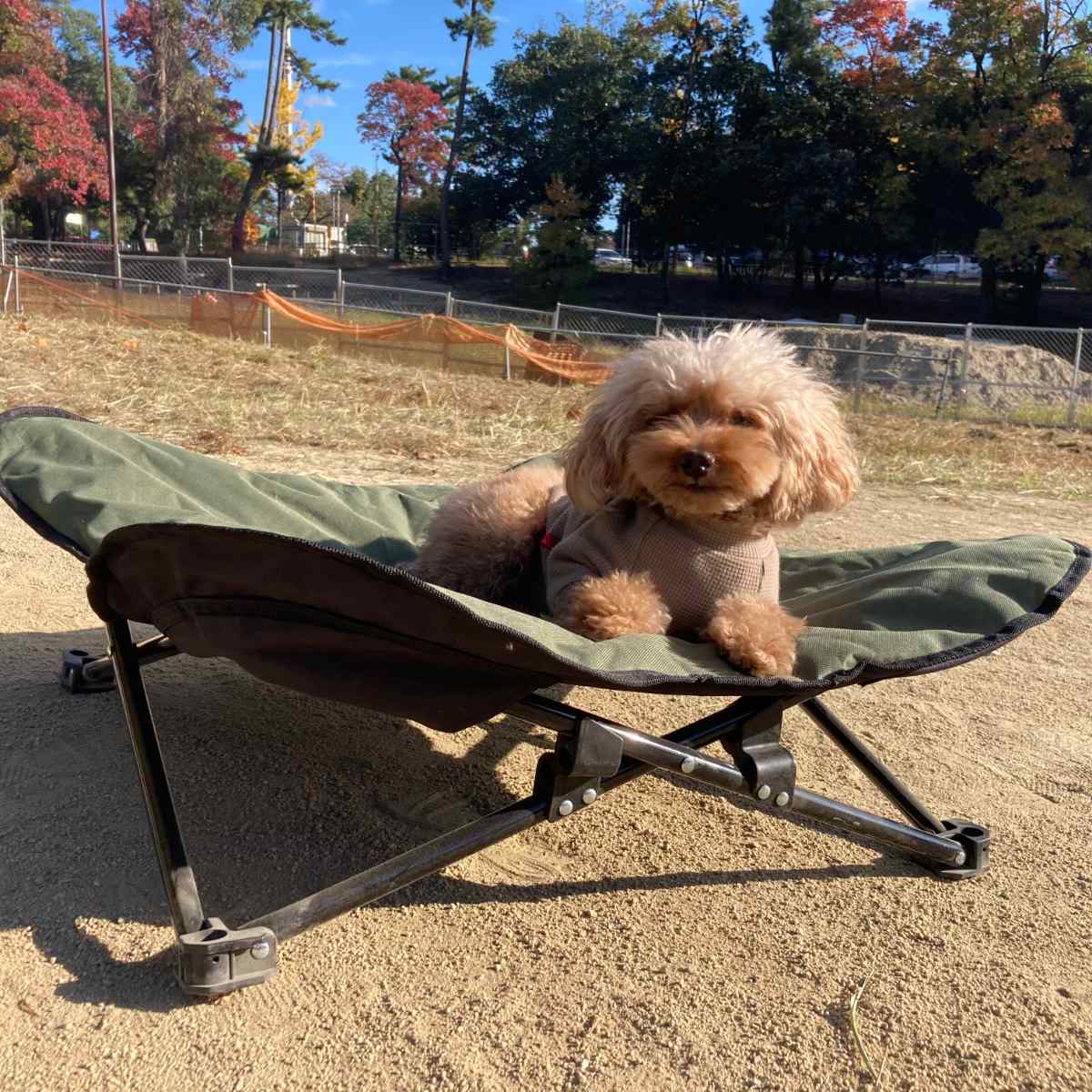 ペットベッド アウトドア ペットコット L 折りたたみ 犬 （ ドッグ