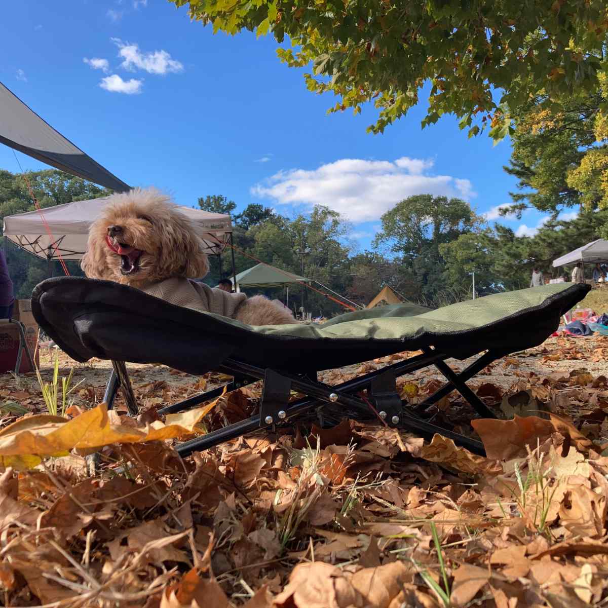 ペットベッド アウトドア ペットコット L 折りたたみ 犬 （ ドッグ