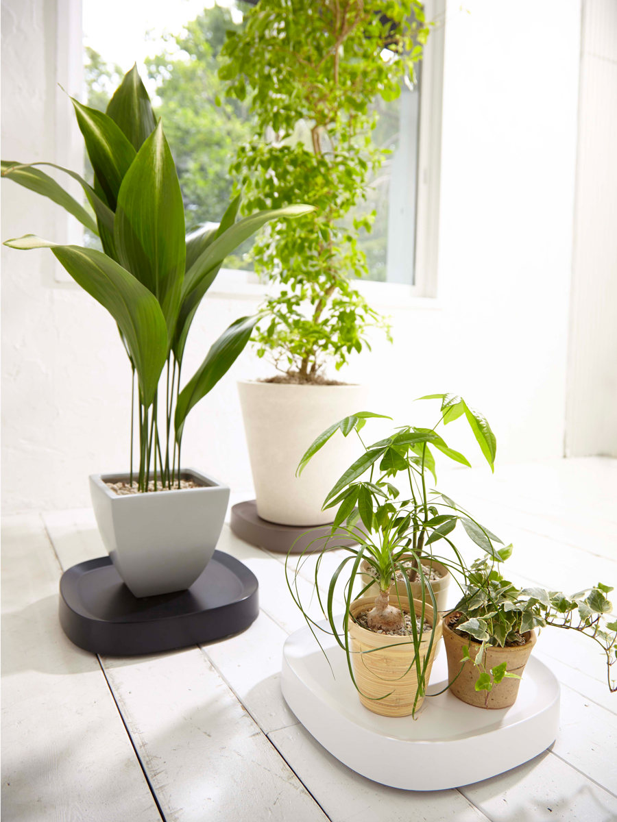 木製スリムプランター 2セット　ステージプレート　植木鉢4点セット tidy（ティディ） プランタースタンド プランタブル Plantable