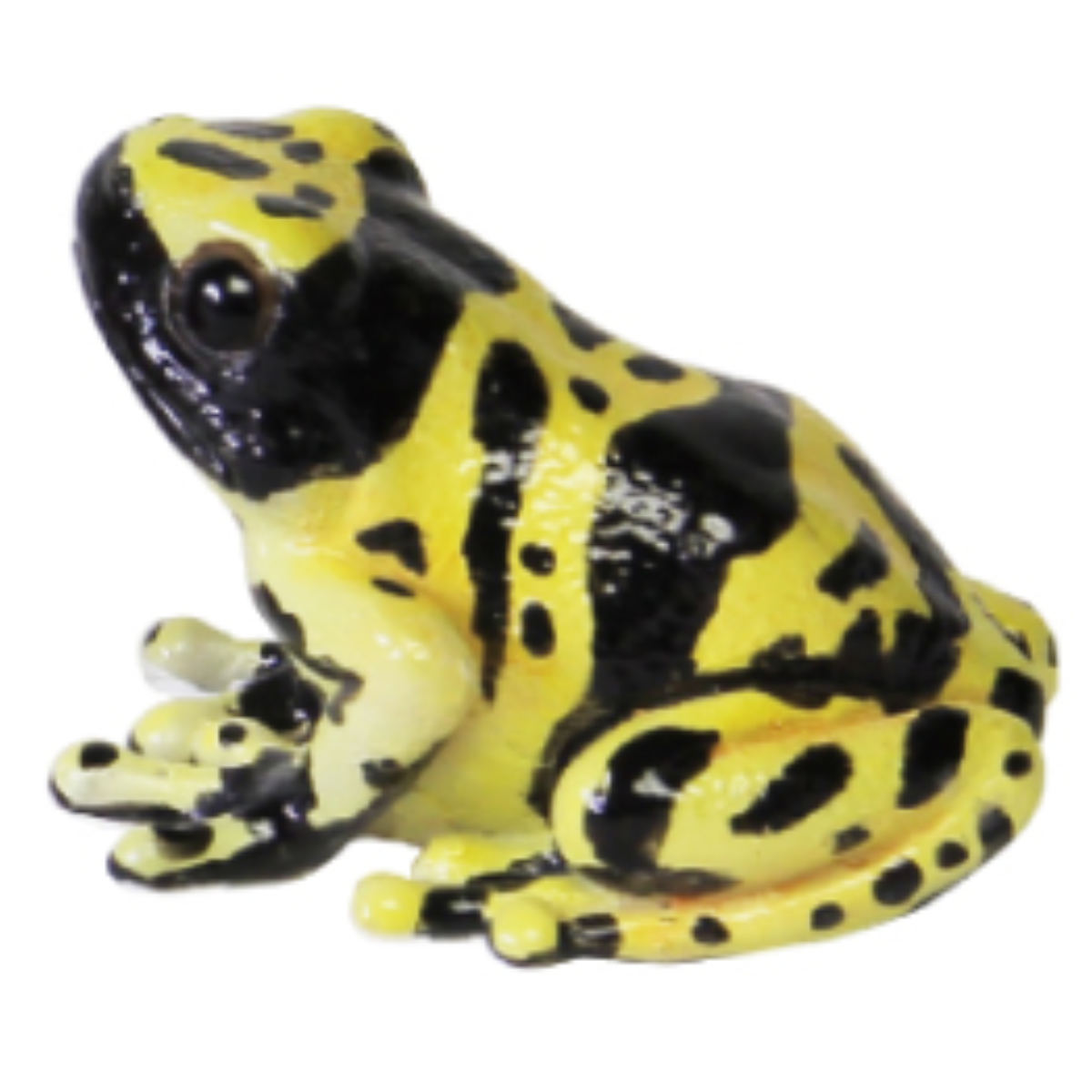 magnet オブジェ REPTILES MAG ヤドクガエル アマガエル （ クリップ