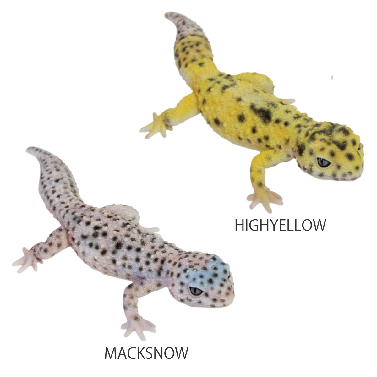 magnet オブジェ REPTILES MAG ヒョウモントカゲモドキ （ クリップ