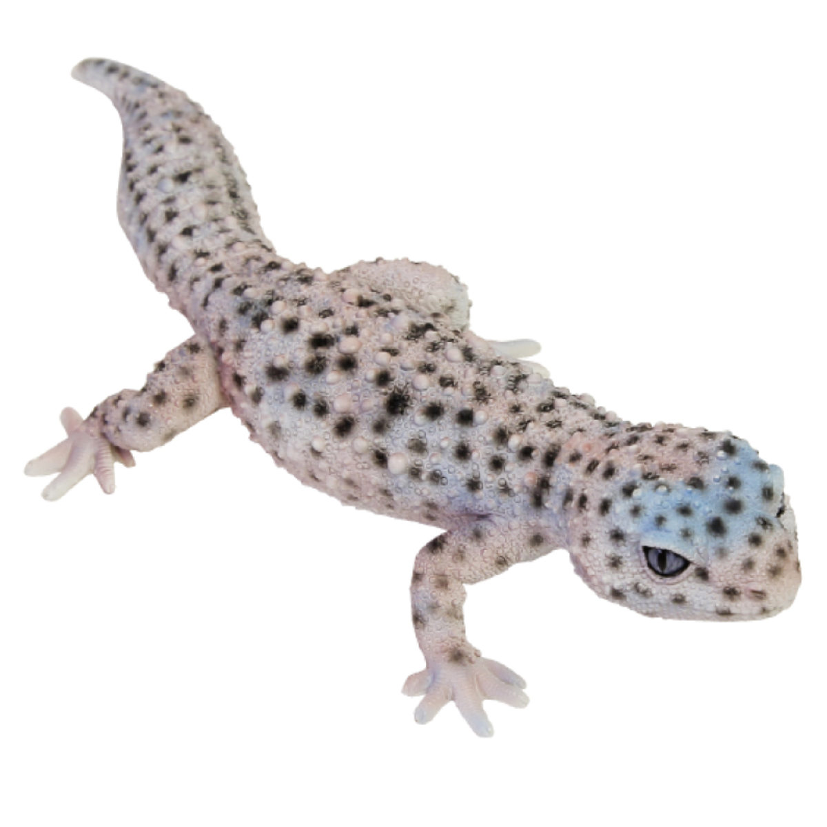 magnet オブジェ REPTILES MAG ヒョウモントカゲモドキ （ クリップ