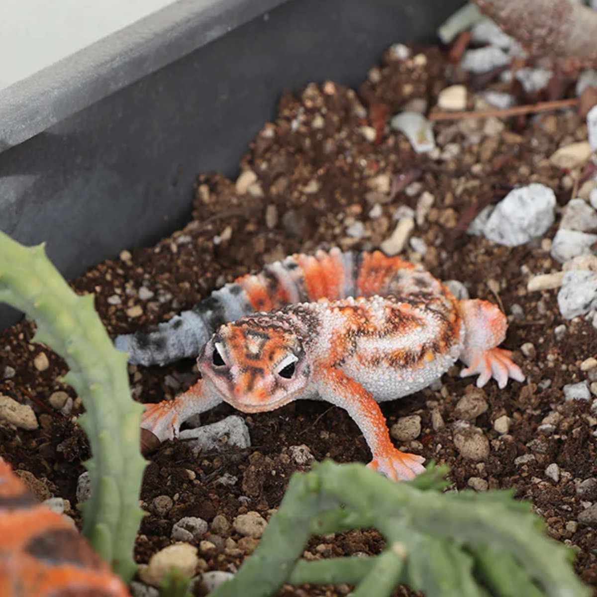 magnet オブジェ REPTILES MAG ニシアフリカトカゲモドキ （ クリップ