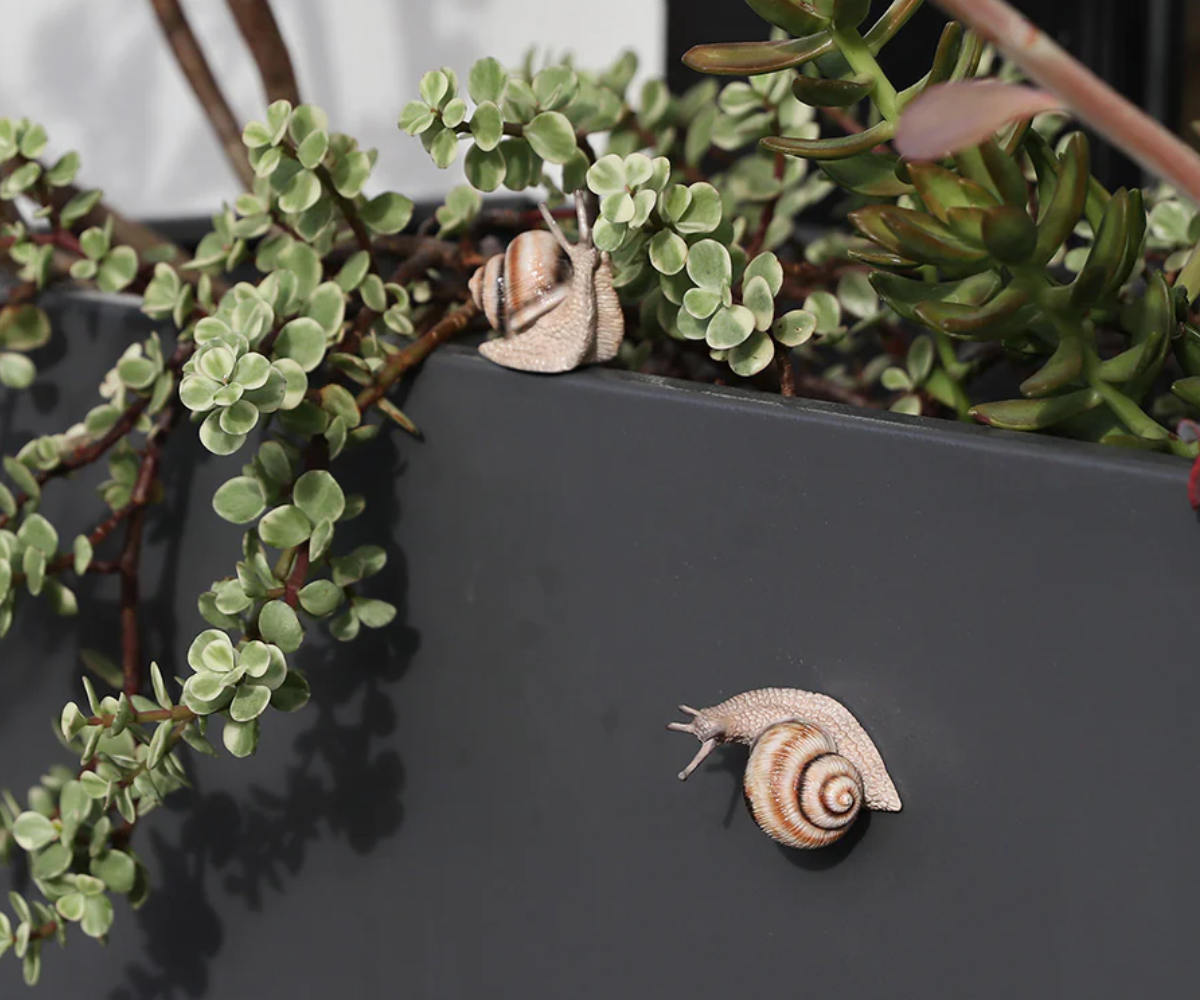 かたつむり 冷凍】カタツムリ（特大）2匹 | GoofooChain