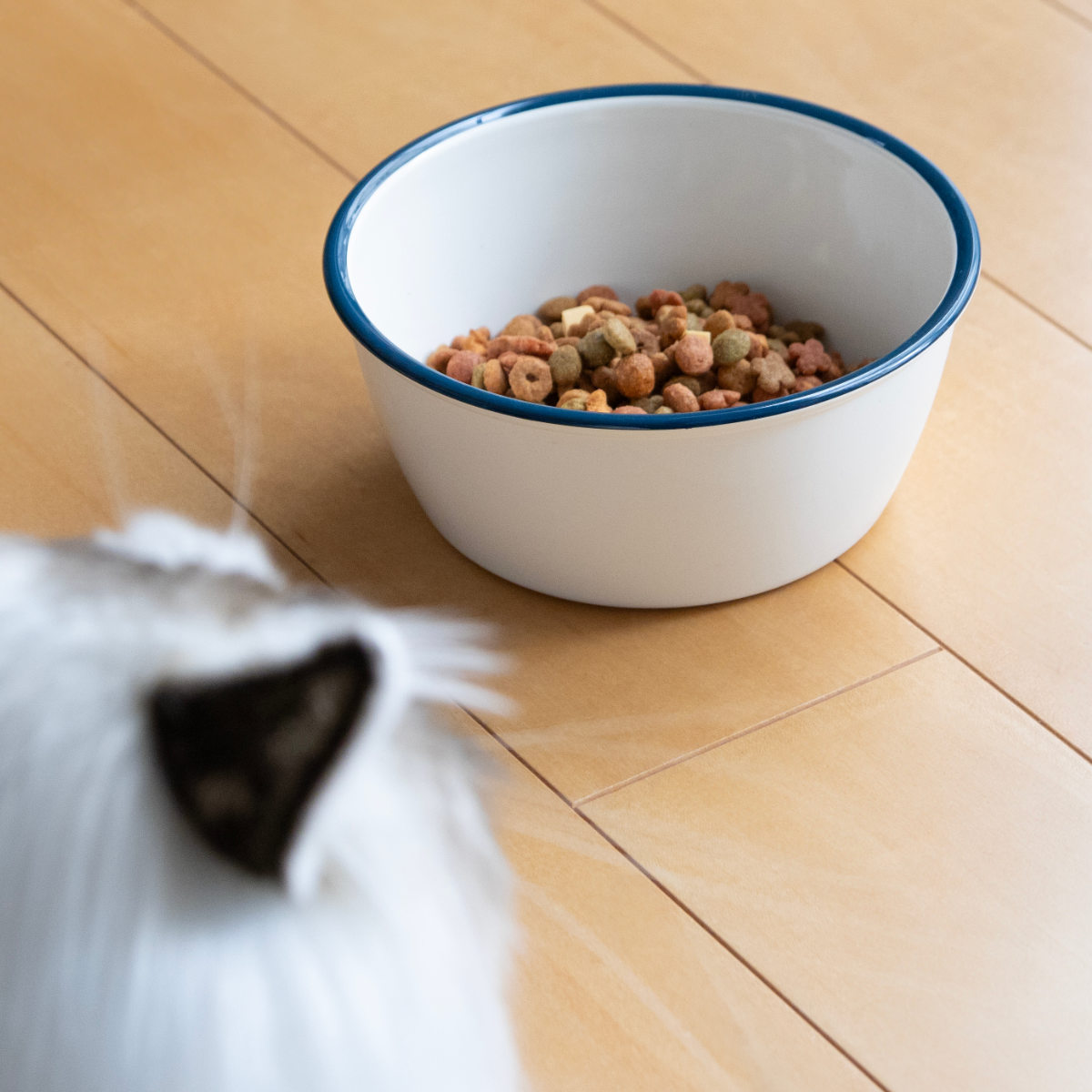 宮本産業 フードボウル MiyaWan HORO 800ml 犬 猫 食器 （ ペット