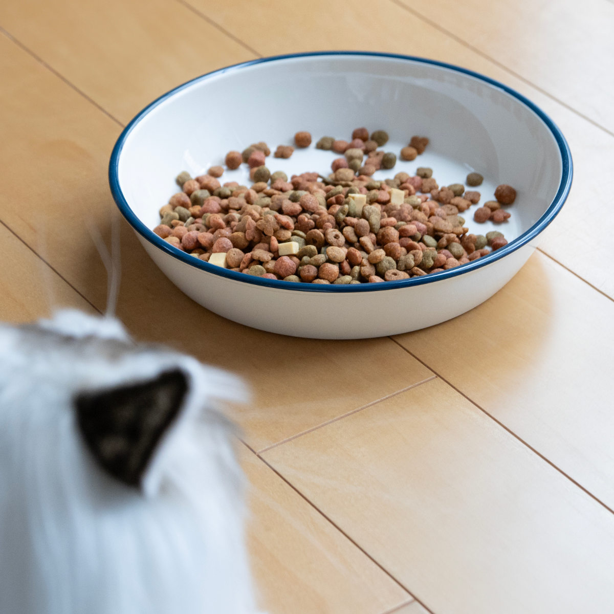 宮本産業 フードボウル Miya Wan 浅型 HORO 1350ml 犬 猫 食器