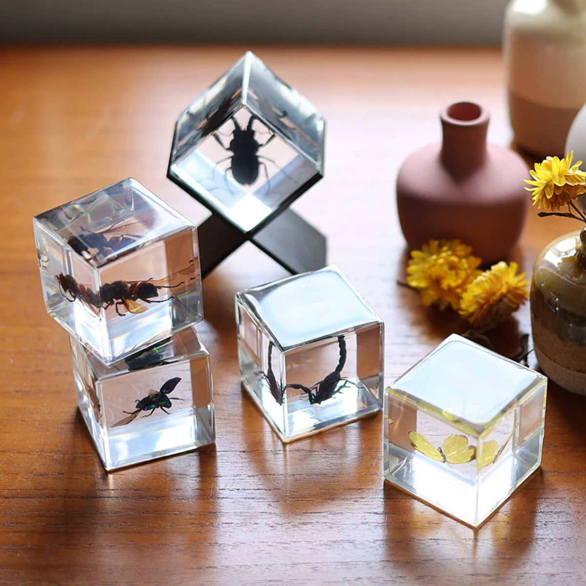 magnet ペーパーウェイト Casimir 昆虫標本 ガラス （ 昆虫 標本 虫