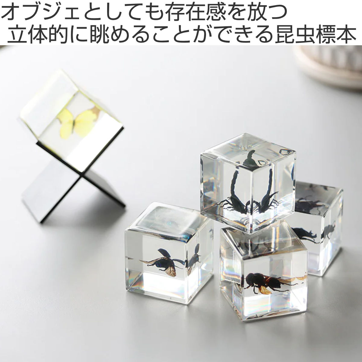 magnet ペーパーウェイト Casimir 昆虫標本 ガラス （ 昆虫 標本 虫