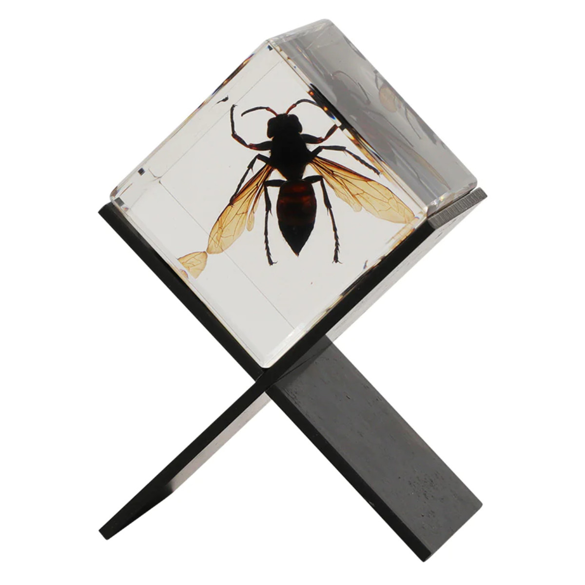 magnet ペーパーウェイト Casimir 昆虫標本 ガラス （ 昆虫 標本 虫